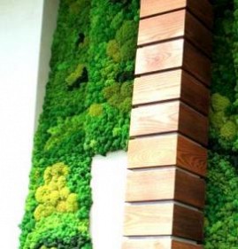 Озеленение стен Красноярск