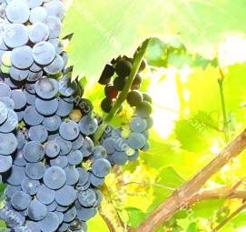 саженцы винограда прорыв  Самара