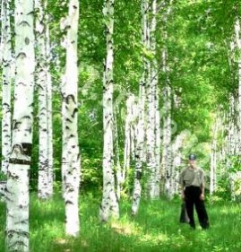 саженцы маленькой березы  Тольятти