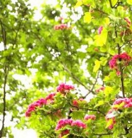 саженцы боярышника для живой изгороди Череповец