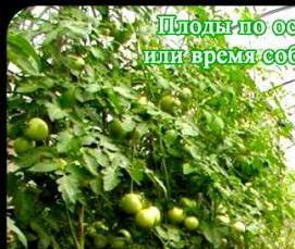 челябинские теплицы Тула