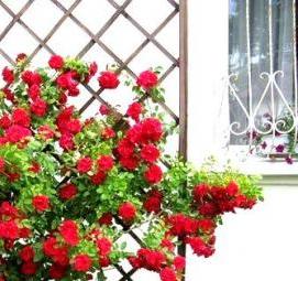 Деревянная шпалера для роз Москва