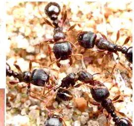 Дезинсекция от муравьев в квартире Москва