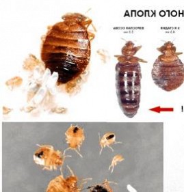 Дюбель Клоп Колпино