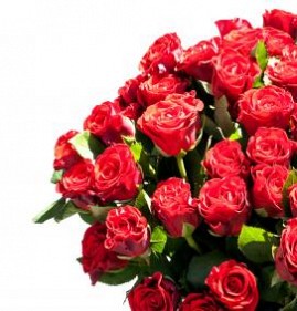 фотообои: цветы розы Самара
