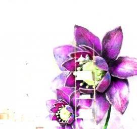 фотообои: фиолетовые цветы Новосибирск