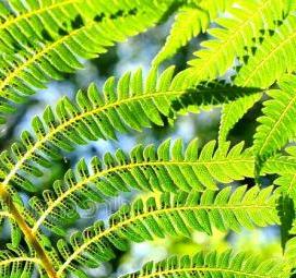 фотообои: листья папоротника Самара
