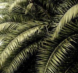 фотообои: пальмовые листья Омск