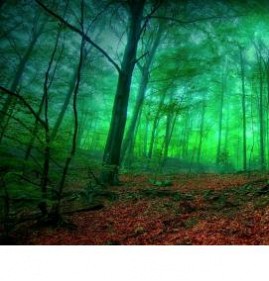 фотообои: таинственный лес Железнодорожный