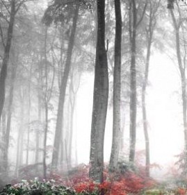 фотообои: туманный лес Омск