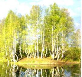 фотообои: времена года Курск