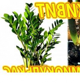 Грунт для замиокулькаса Якутск