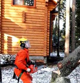 химическое удаление деревьев Санкт-Петербург