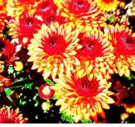 саженцы хризантемы крупноцветковые  Самара