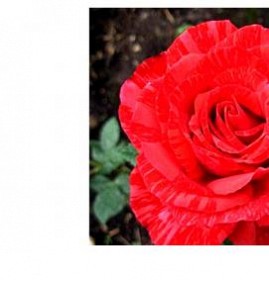саженцы красная роза  Новосибирск