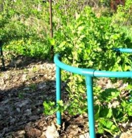 Кустодержатель для кустов Одинцово