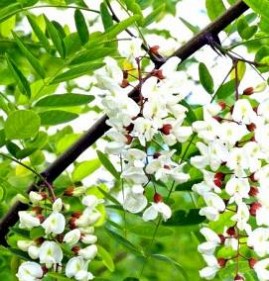 Ламинат Белая Акация Иваново