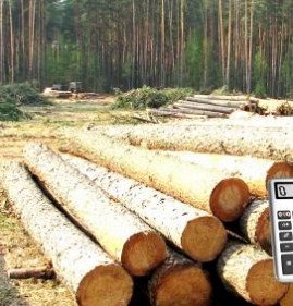 Лес кругляк  Калининград