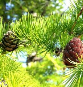 саженцы лиственница сибирская  Петрозаводск