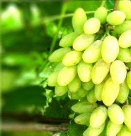 Морозостойкие саженцы винограда Самара