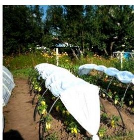 Парник из спанбонда с дугами Новый Уренгой