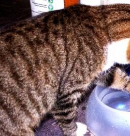 Питьевой фонтан для кошек Киров