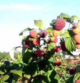 Плодово ягодные саженцы Казань