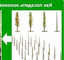 Посадка колоновидных деревьев Москва