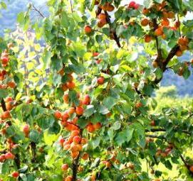 Посадка плодовых деревьев Омск