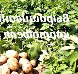 рассада картофеля Новосибирск