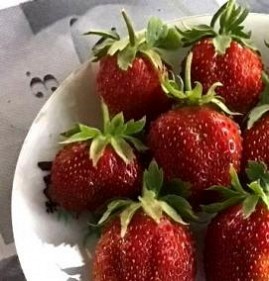 рассада клубники купчиха Тверь
