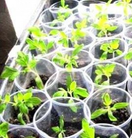 рассада огурцов и томатов Нальчик