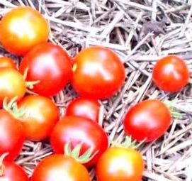 рассада томатов черри Самара