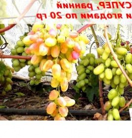 саженцы винограда розовый супер   Елец