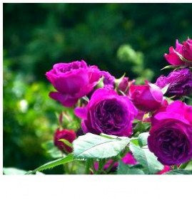 саженцы кустовые садовые розы  Новосибирск