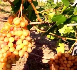саженцы винограда румба Новосибирск