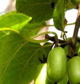 саженцы актинидии коломикта Ноябрьск