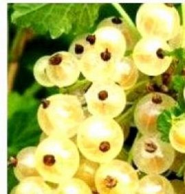 саженцы белой сливы Энгельс