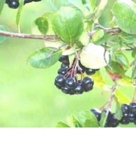 саженцы черноплодной рябины Великий Новгород