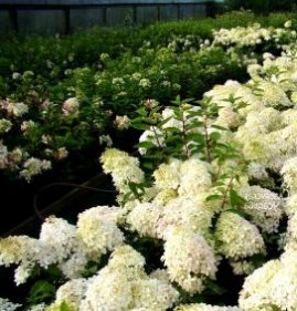 саженцы декоративных культур Прокопьевск