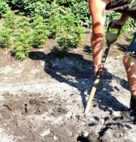 саженцы деревьев лиственных пород Норильск