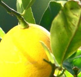саженцы домашнего лимона Санкт-Петербург