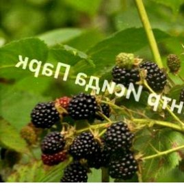 саженцы ежевики агавам Волгодонск