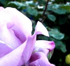 саженцы голубой розы Самара