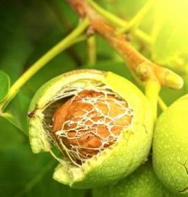саженцы грецкого ореха садко Махачкала
