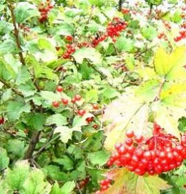 саженцы калины Таганрог
