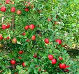 саженцы карликовых яблонь Новосибирск