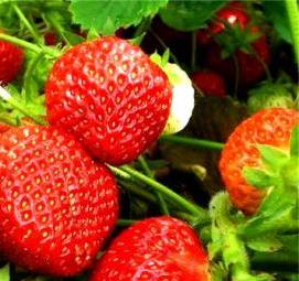 саженцы клубника голландия Великий Новгород