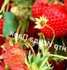 саженцы клубники королева елизавета Архангельск