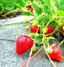 саженцы клубники на подоконнике Северодвинск